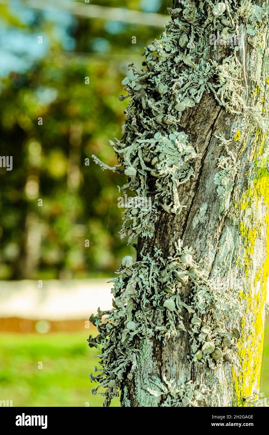 Contro il verde degli alberi, un gruppo di lichen ravindeer sta crescendo su un palo di recinzione di filo. Foto Stock