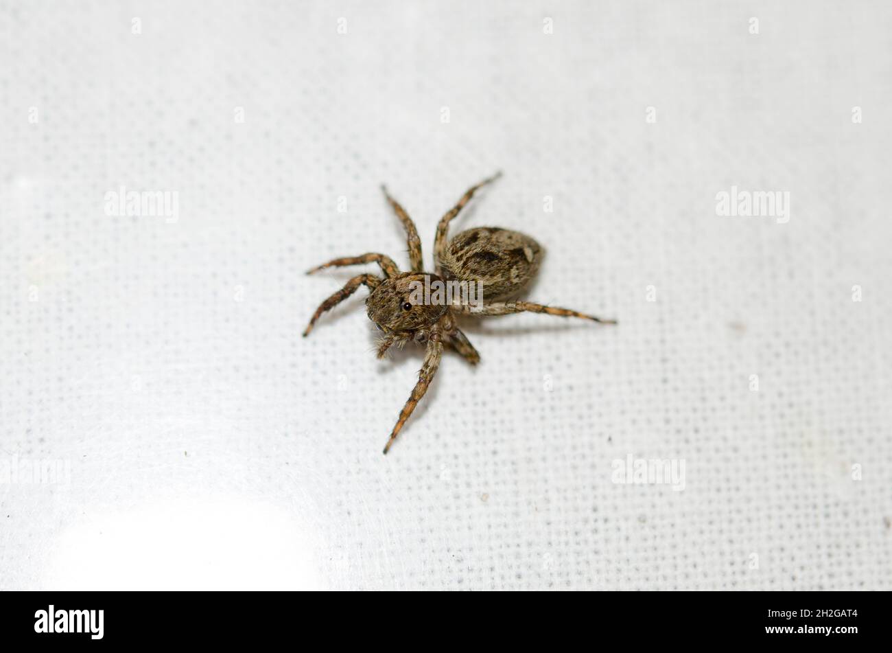 Femmina Flycatcher tropicale saltando Spider, Plexippus petersi, Saba, Gianyar, Bali, Indonesia Foto Stock