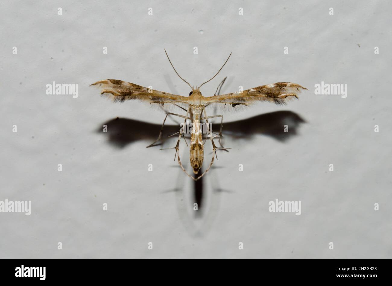 Plume Moth, Sphenarches zanclistes, con insolita forma ad ala, Pering, Gianyar, Bali, Indonesia Foto Stock