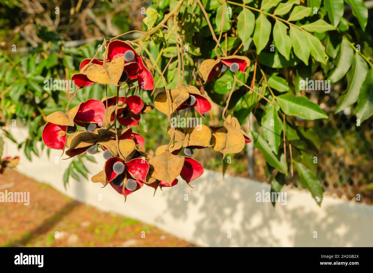 Ramo con semi maturi di perle nere Foto Stock