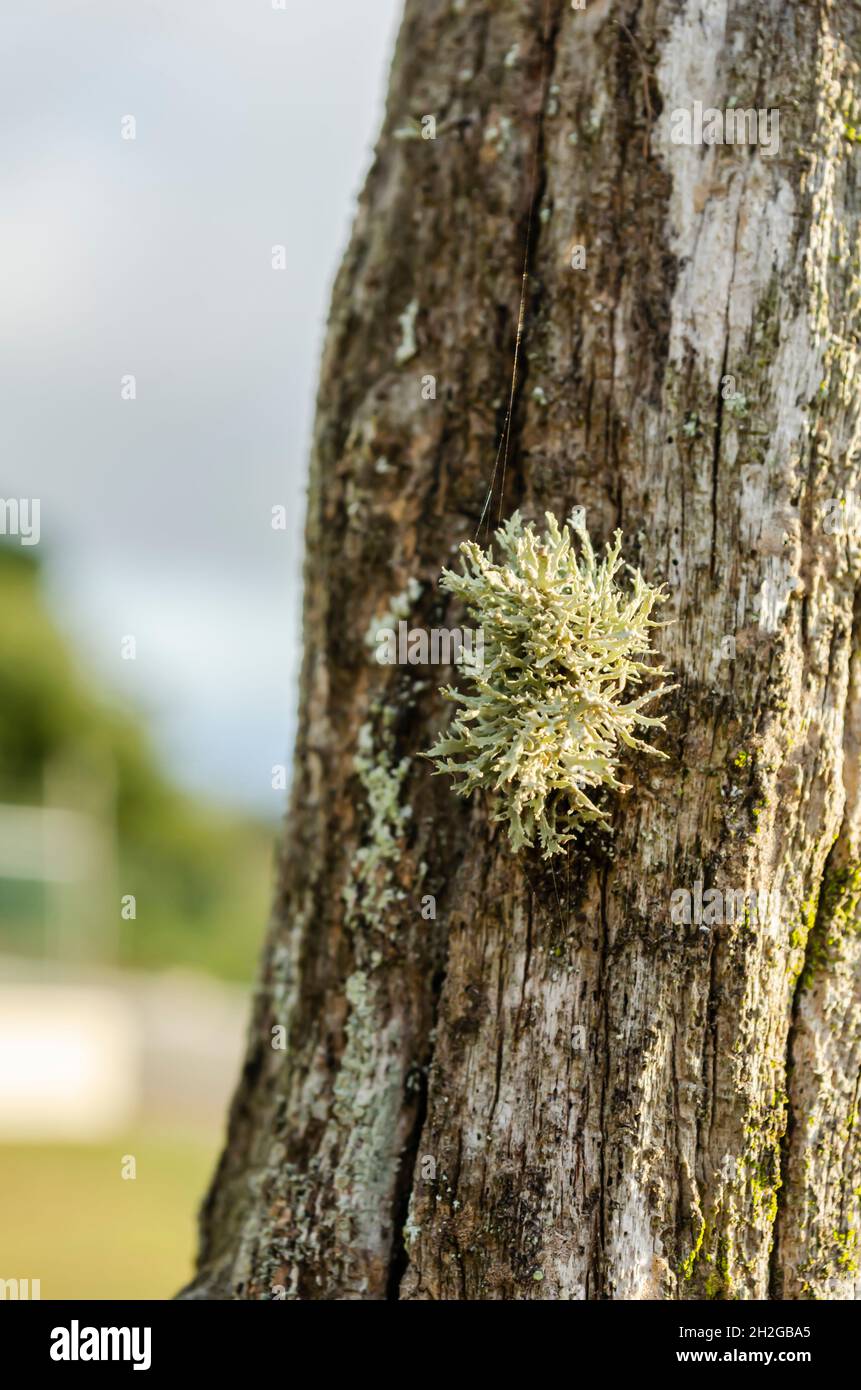 Piccola Patch di Lichen sul posto Foto Stock