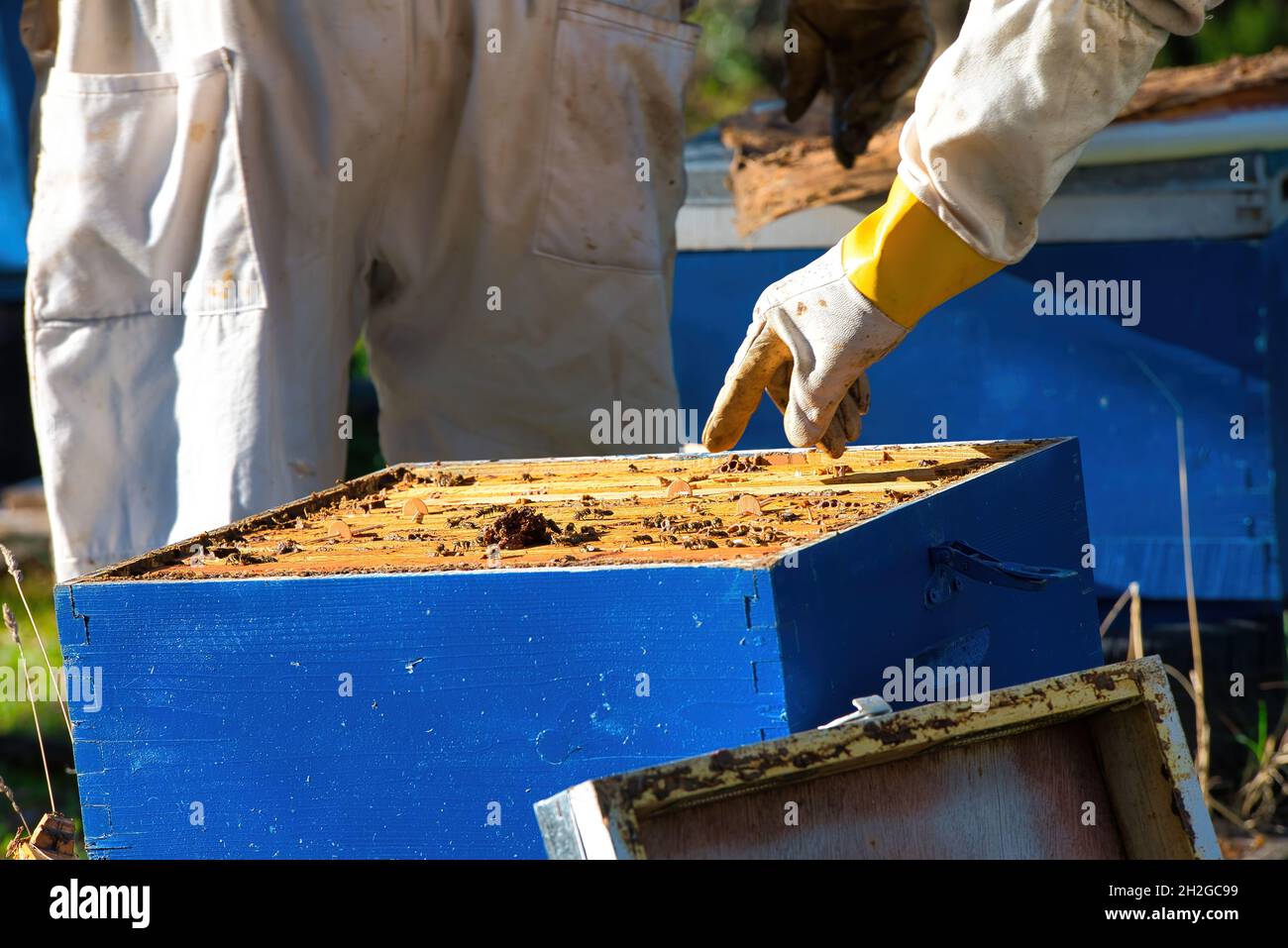 l'apicoltore raccoglie il miele fresco dagli alveari in natura. apicoltura Foto Stock