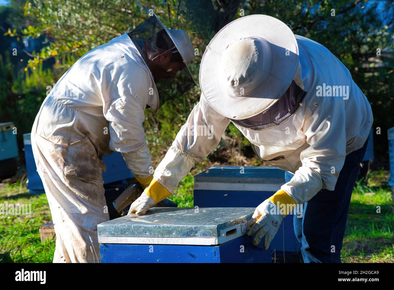 l'apicoltore raccoglie il miele fresco dagli alveari in natura. apicoltura Foto Stock