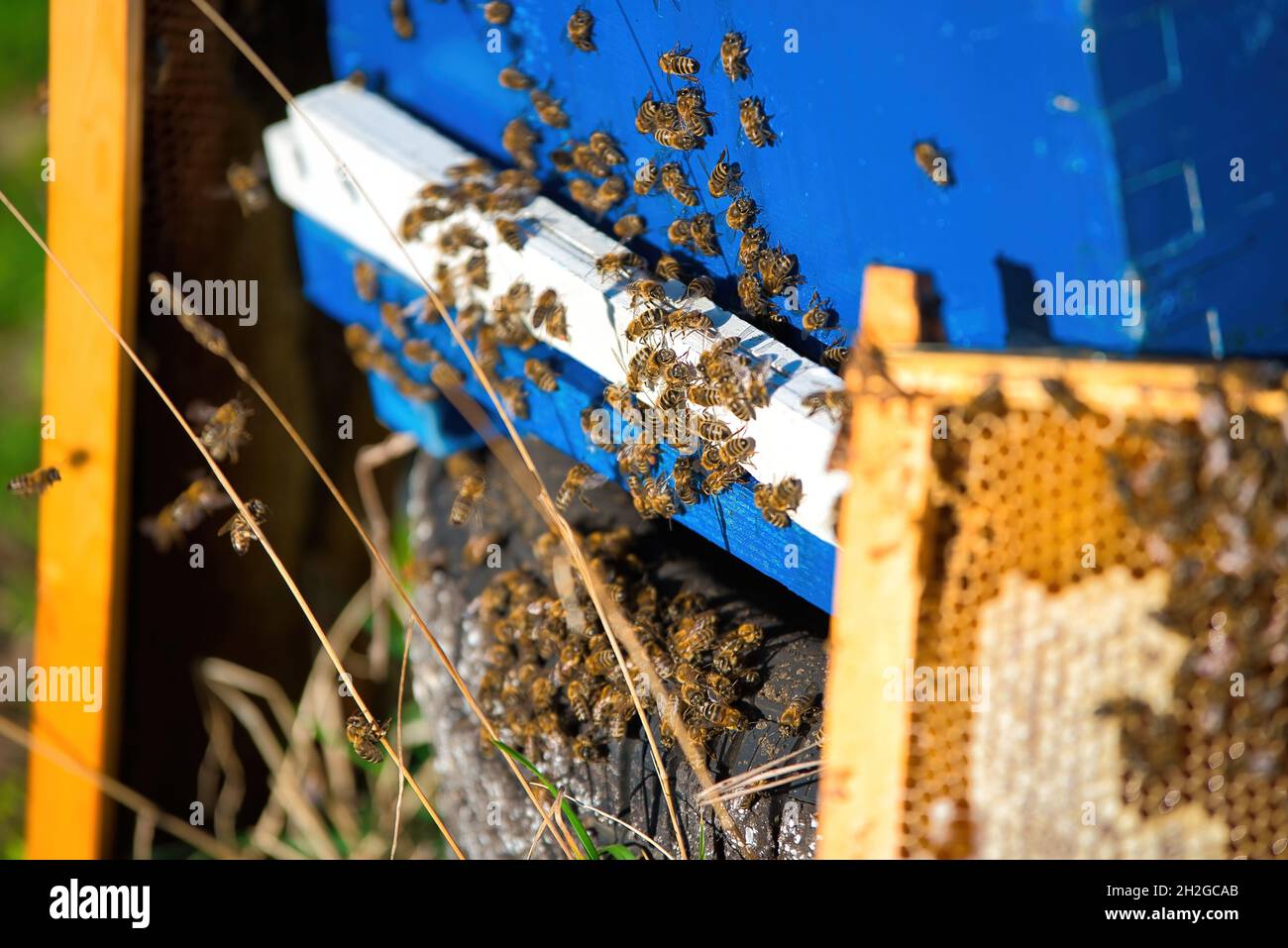 l'apicoltore raccoglie il miele fresco dagli alveari in natura. apicoltura Foto Stock