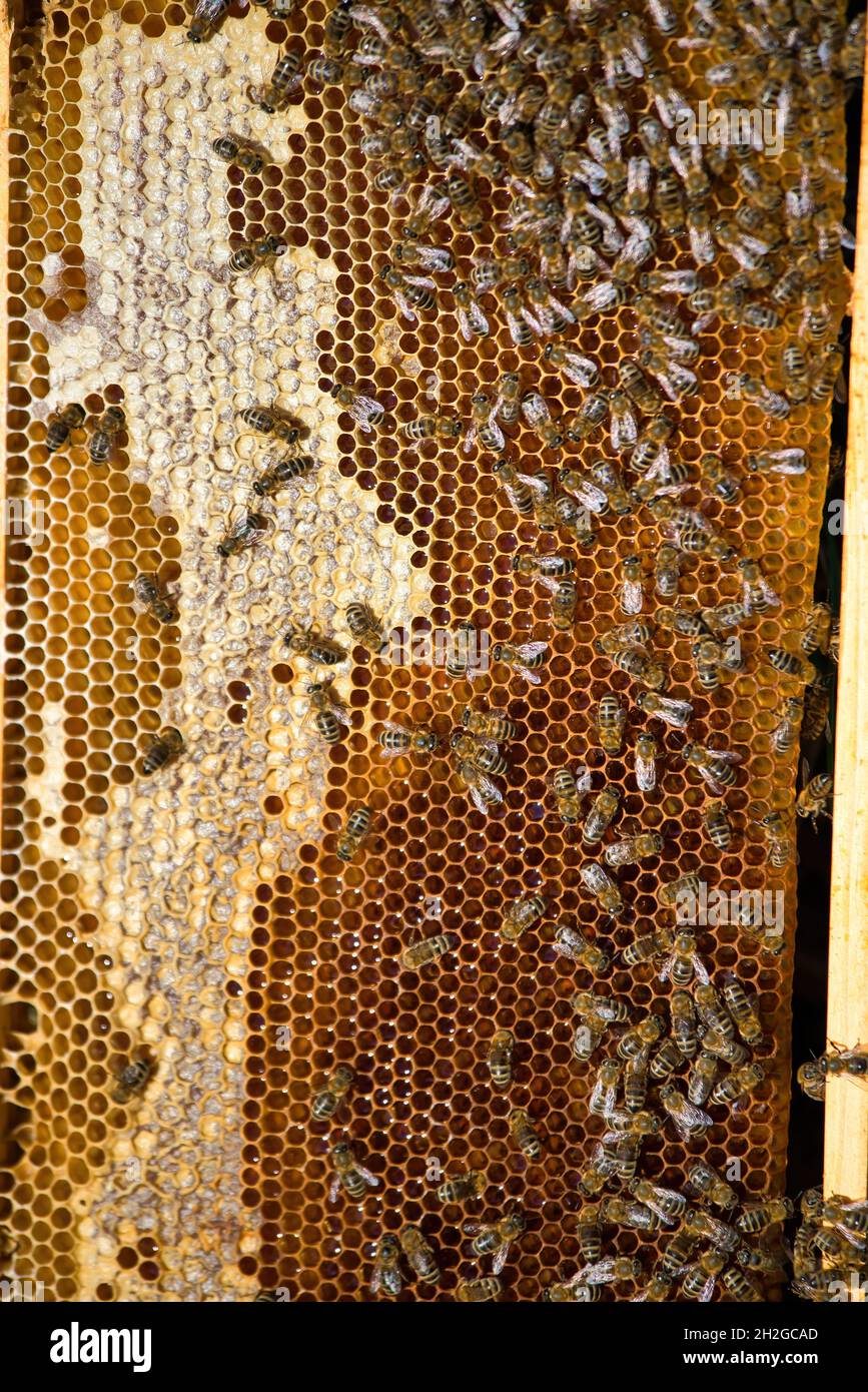 l'apicoltore raccoglie il miele fresco dagli alveari in natura. apicoltura Foto Stock