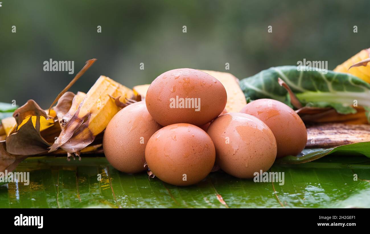 Uova fresche di pollo dal nido, mucchio di uova marroni nel nido in fattoria Foto Stock