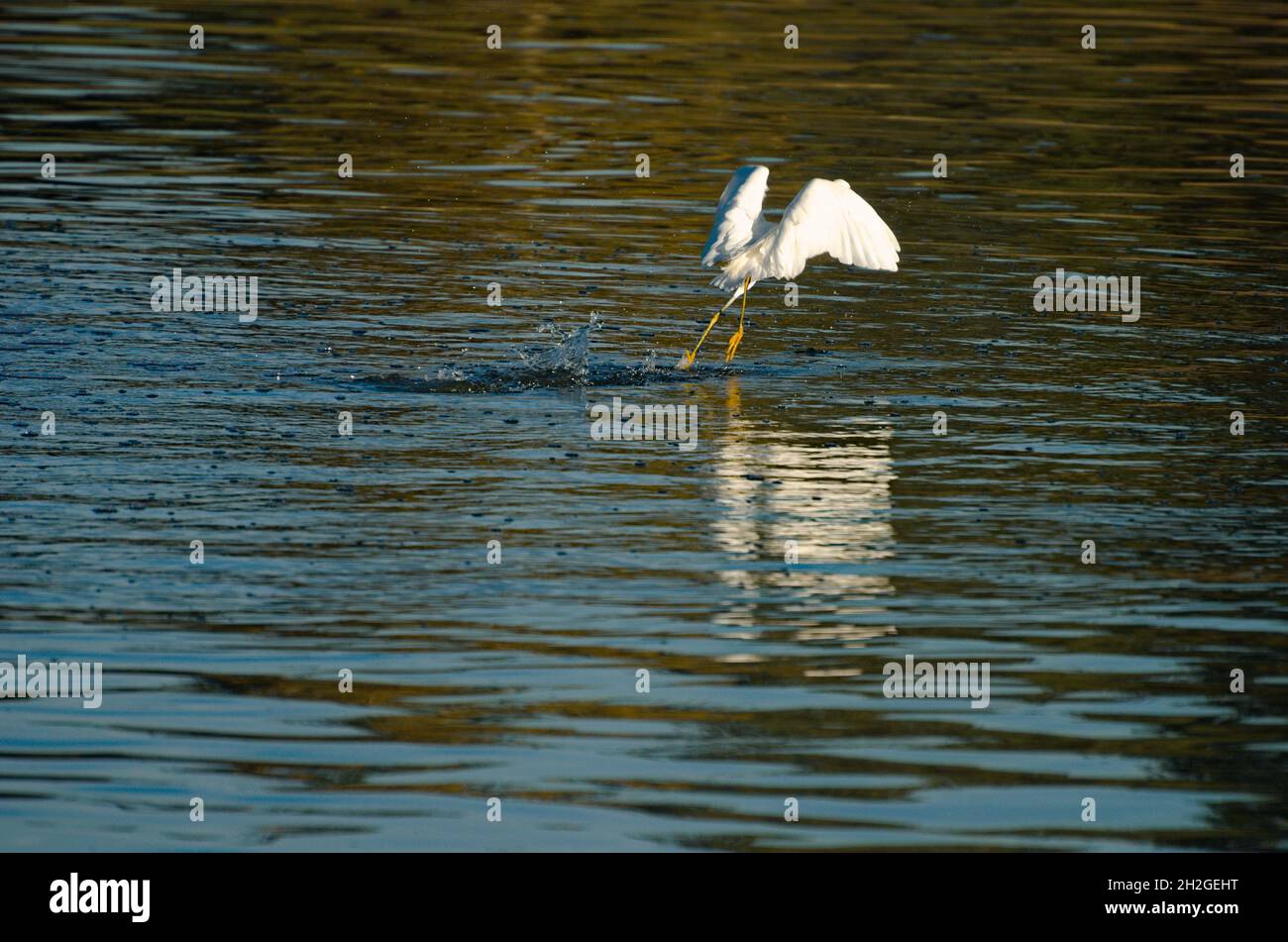 WOW!!! Heron danzando abilmente in cima all'acqua alla ricerca della sua colazione in questo lago di pesce rifornito. Wild & Beautiful, Texture, Shape & Colour. Foto Stock