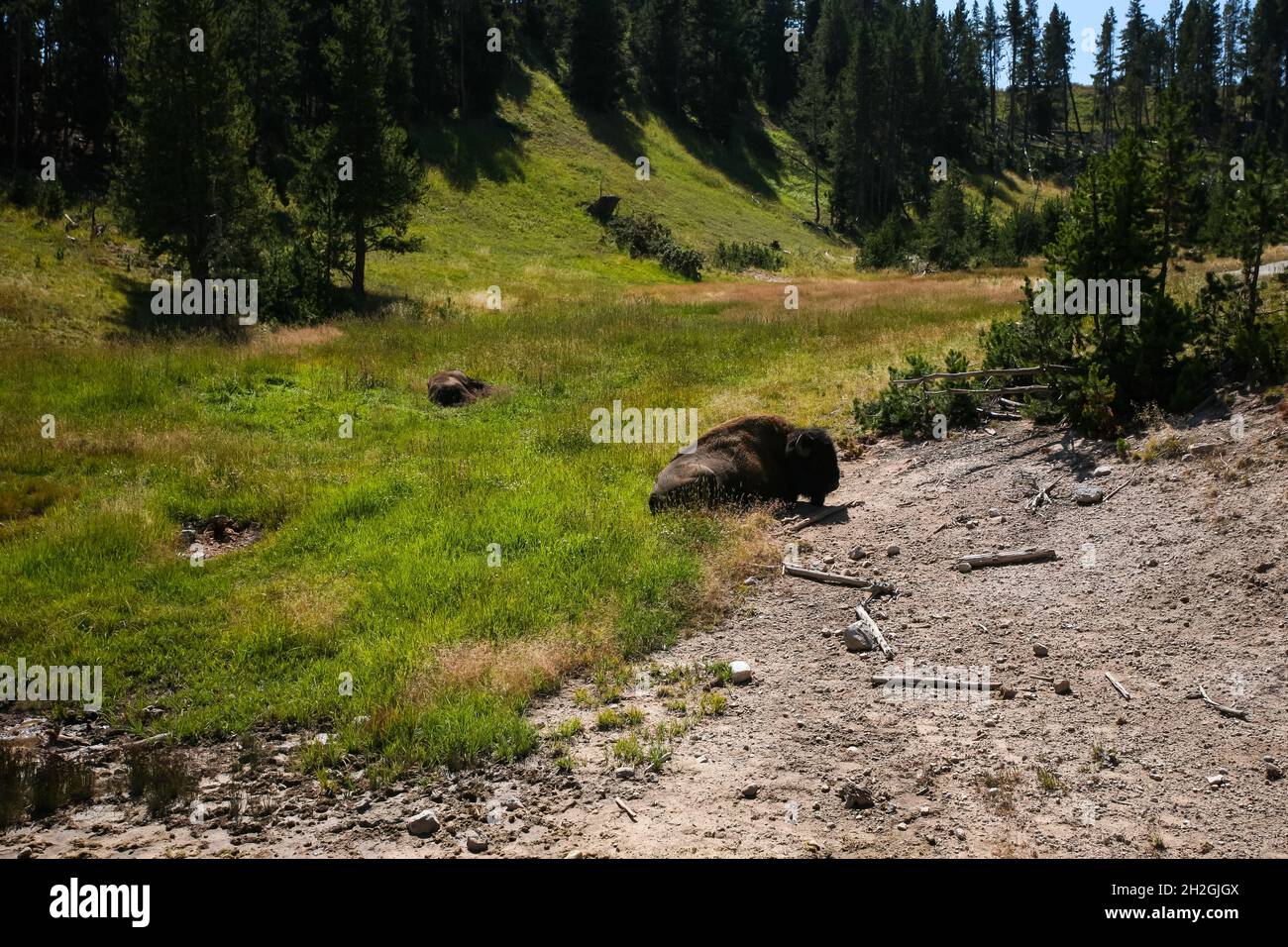 Due bisoni si stendono sull'erba nelle giornate di sole | due bisoni che riposano sull'erba tra gli alberi in estate Foto Stock Due bisoni si stendono sull'erba nelle giornate di sole | due bisoni che riposano sull'erba tra gli alberi in estate Foto Stock