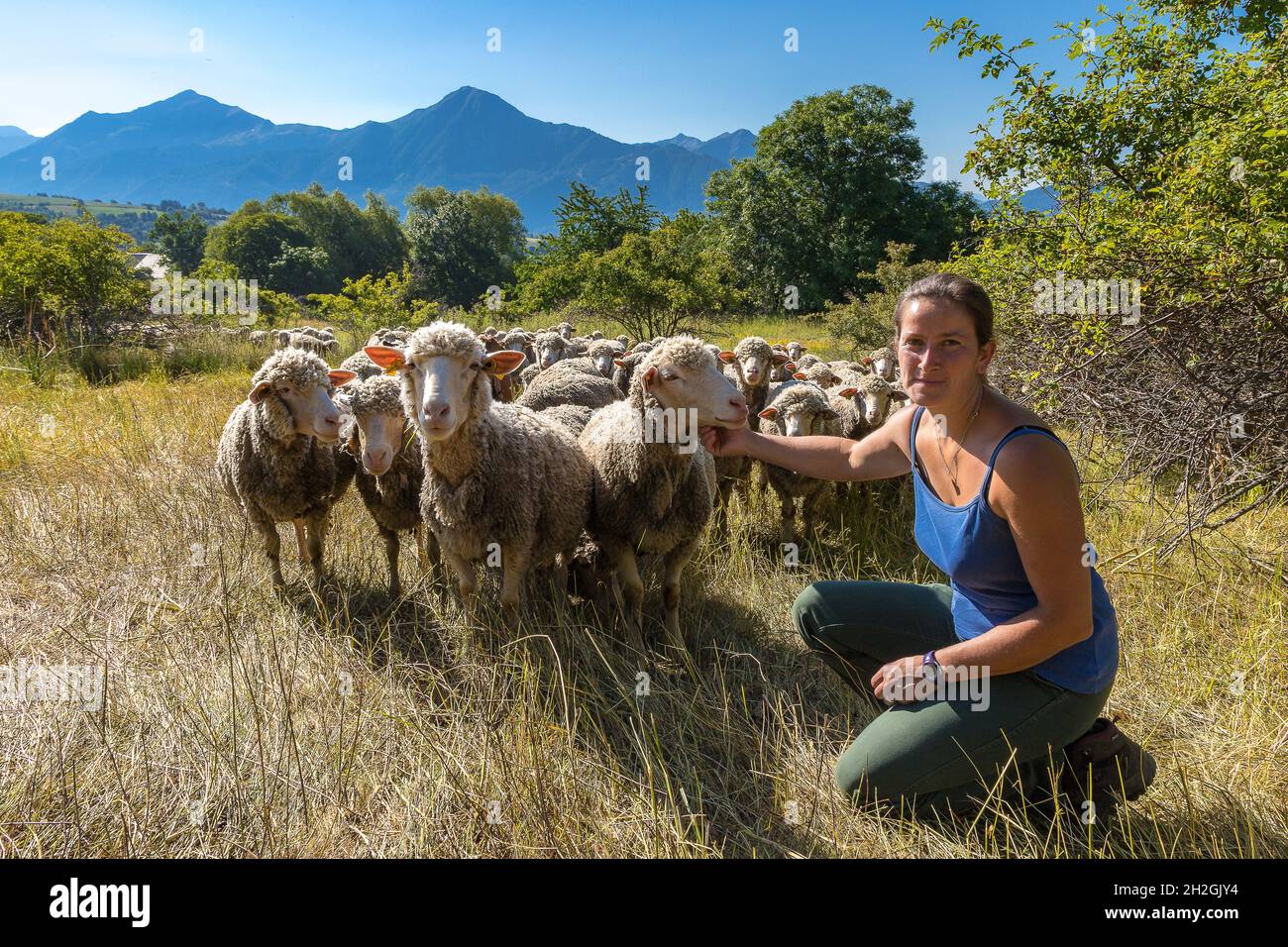 HAUTES-ALPES (05), PARCO NAZIONALE DEGLI ECRINS, CHAMPSAUR VALLEY, SAINT-MICHEL DE CHAILLOL, GAEC DU CAIRE, FATTORIA CHAILLOLET, FATTORIA DIDATTICA - ALLEVAMENTO - SHE Foto Stock