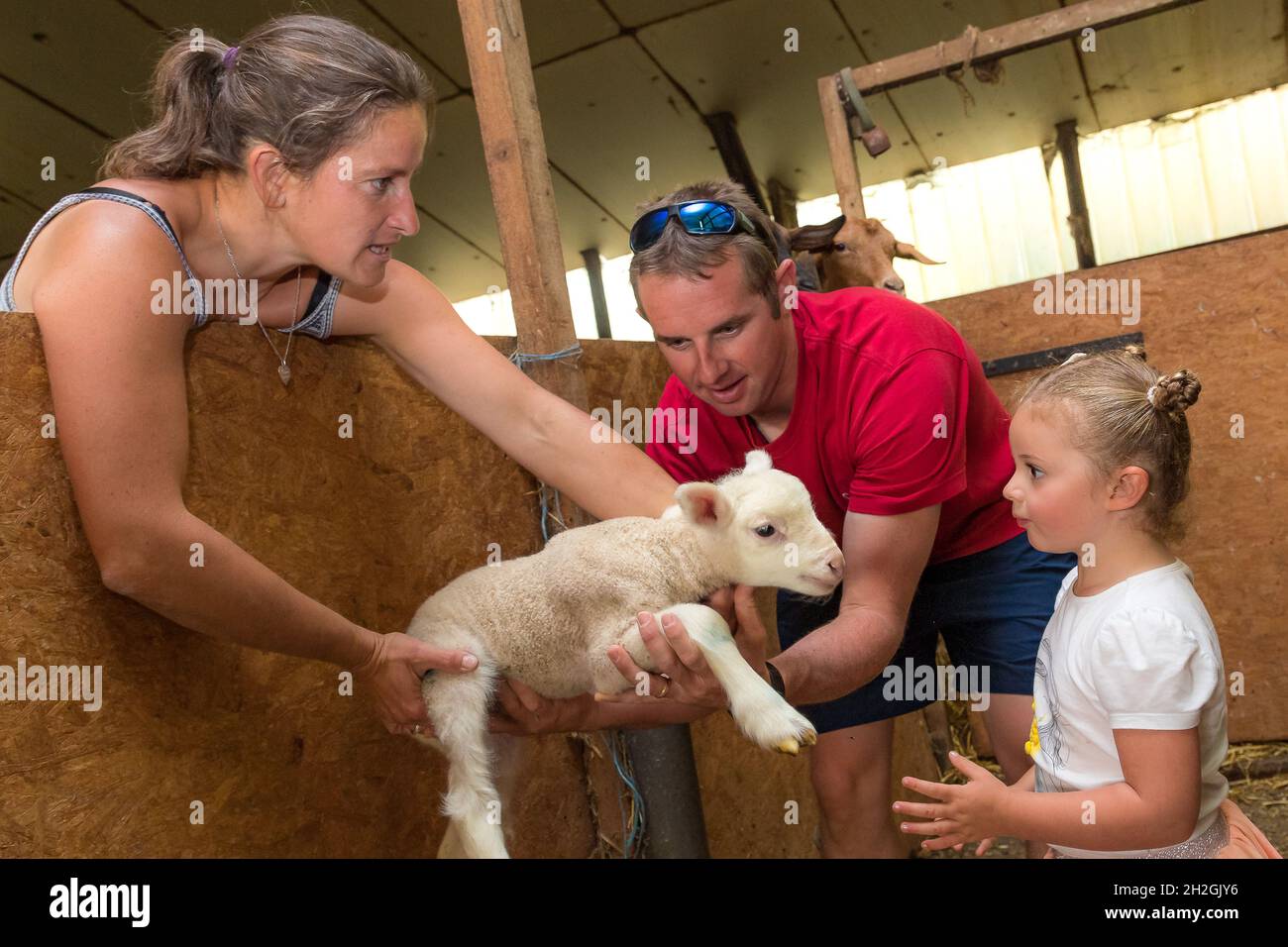 HAUTES-ALPES (05), PARCO NAZIONALE DEGLI ECRINS, CHAMPSAUR VALLEY, SAINT-MICHEL DE CHAILLOL, GAEC DU CAIRE, FATTORIA CHAILLOLET, FATTORIA DIDATTICA MARQUE ESPRIT N Foto Stock