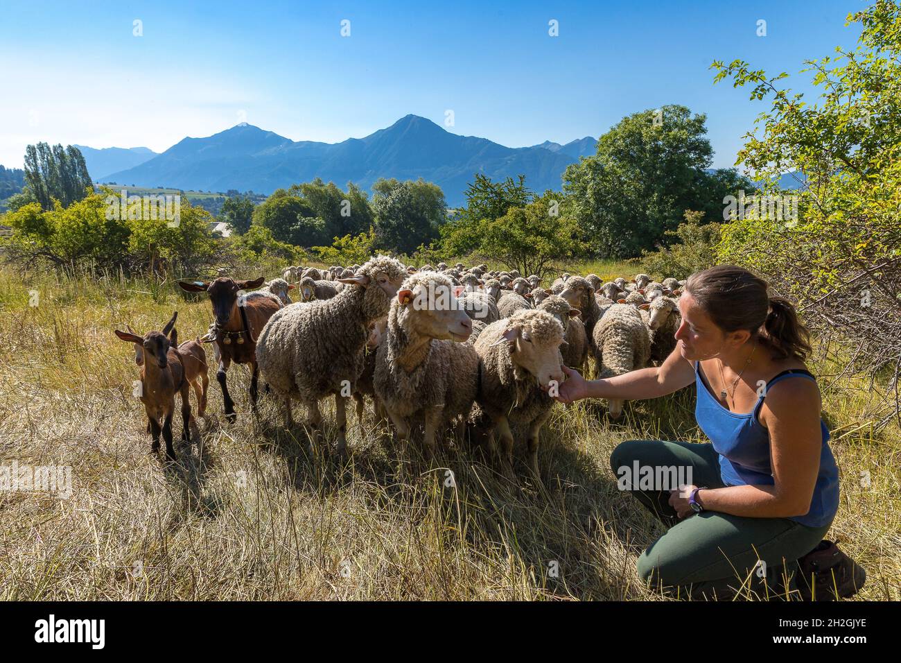 HAUTES-ALPES (05), PARCO NAZIONALE DEGLI ECRINS, CHAMPSAUR VALLEY, SAINT-MICHEL DE CHAILLOL, GAEC DU CAA®RE, FATTORIA CHAILLOLET, FATTORIA DIDATTICA - ALLEVAMENTO - SH Foto Stock