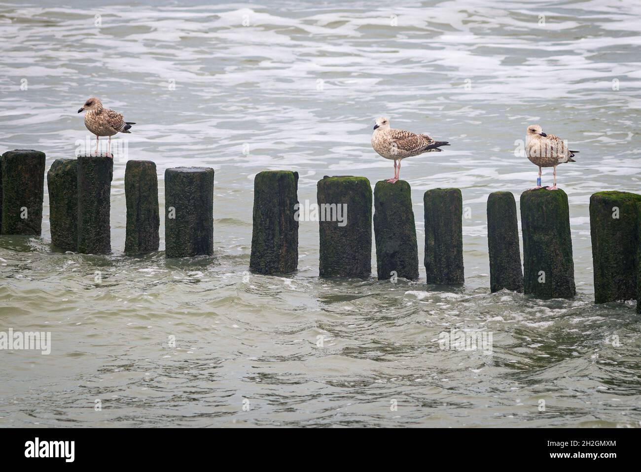 I gabbiani si trovano su pali di legno sulla costa della Zeeland Foto Stock