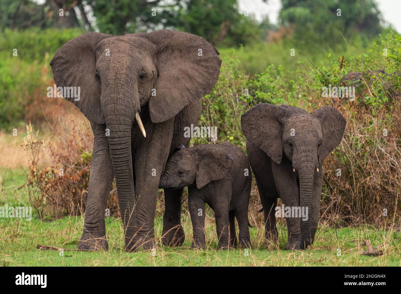 African Bush Elephant - Loxodonta africana, membro iconico dei Big Five africani, Parco Nazionale della Regina Elisabetta, Uganda. Foto Stock