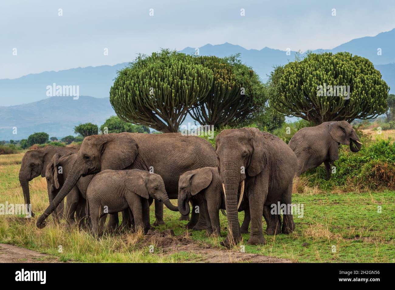 African Bush Elephant - Loxodonta africana, membro iconico dei Big Five africani, Parco Nazionale della Regina Elisabetta, Uganda. Foto Stock