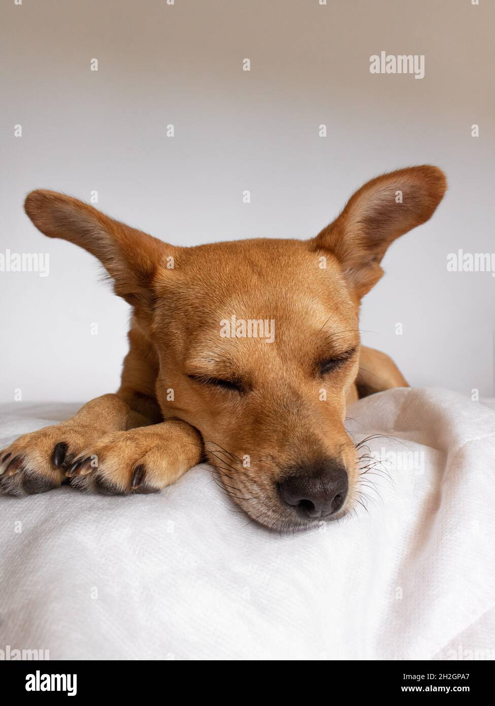 Un carino cane di razza mista con orecchie che dorme comodamente su una morbida coperta bianca. Primo piano sul volto del cane davanti alla telecamera con spazio per il testo Foto Stock