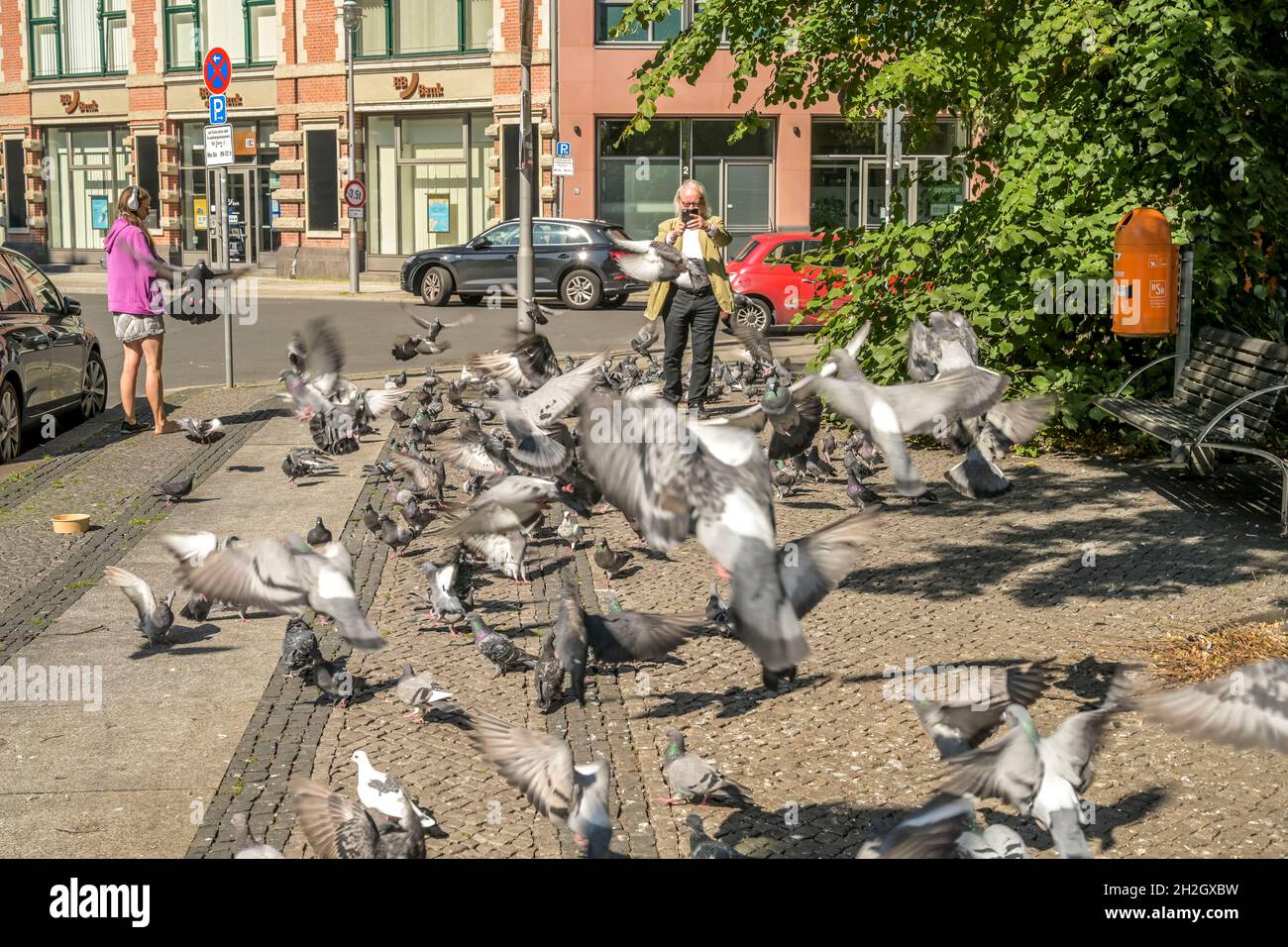 Tauben, Hausvogteiplatz, Mitte, Berlino, Germania Foto Stock