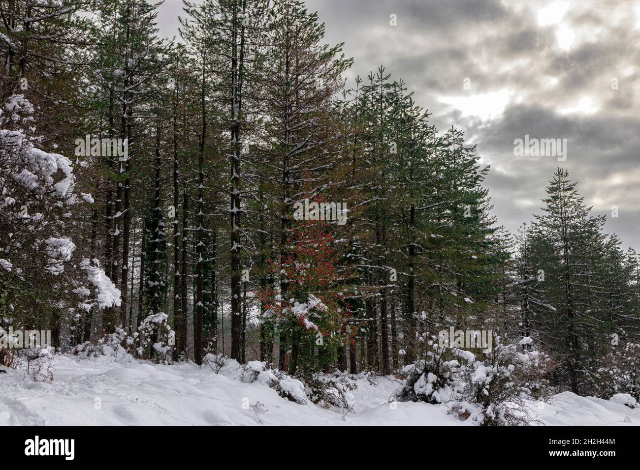 pineta nevosa nelle montagne del paese basco Foto Stock