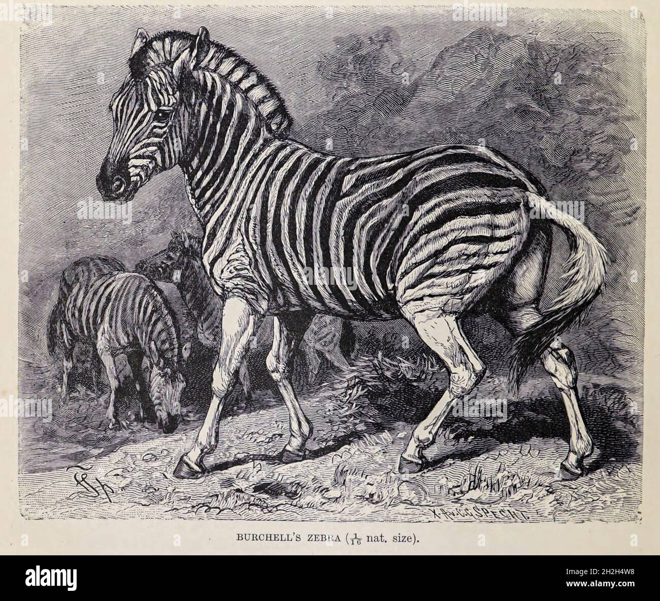 La zebra di Burchell (Equus quagga burchellii) è una sottospecie meridionale della zebra di pianura. Prende il nome dall'esploratore britannico e naturalista William John Burchell. I nomi comuni includono il bontequagga, Damaraland zebra e Zulululand zebra (Gray, 1824).[1] la zebra di Burchell è l'unica sottospecie di zebra che può essere legalmente coltivata per il consumo umano. Dal libro " Royal Natural History " Volume 2 a cura di Richard Lydekker, pubblicato a Londra da Frederick Warne & Co nel 1893-1894 Foto Stock