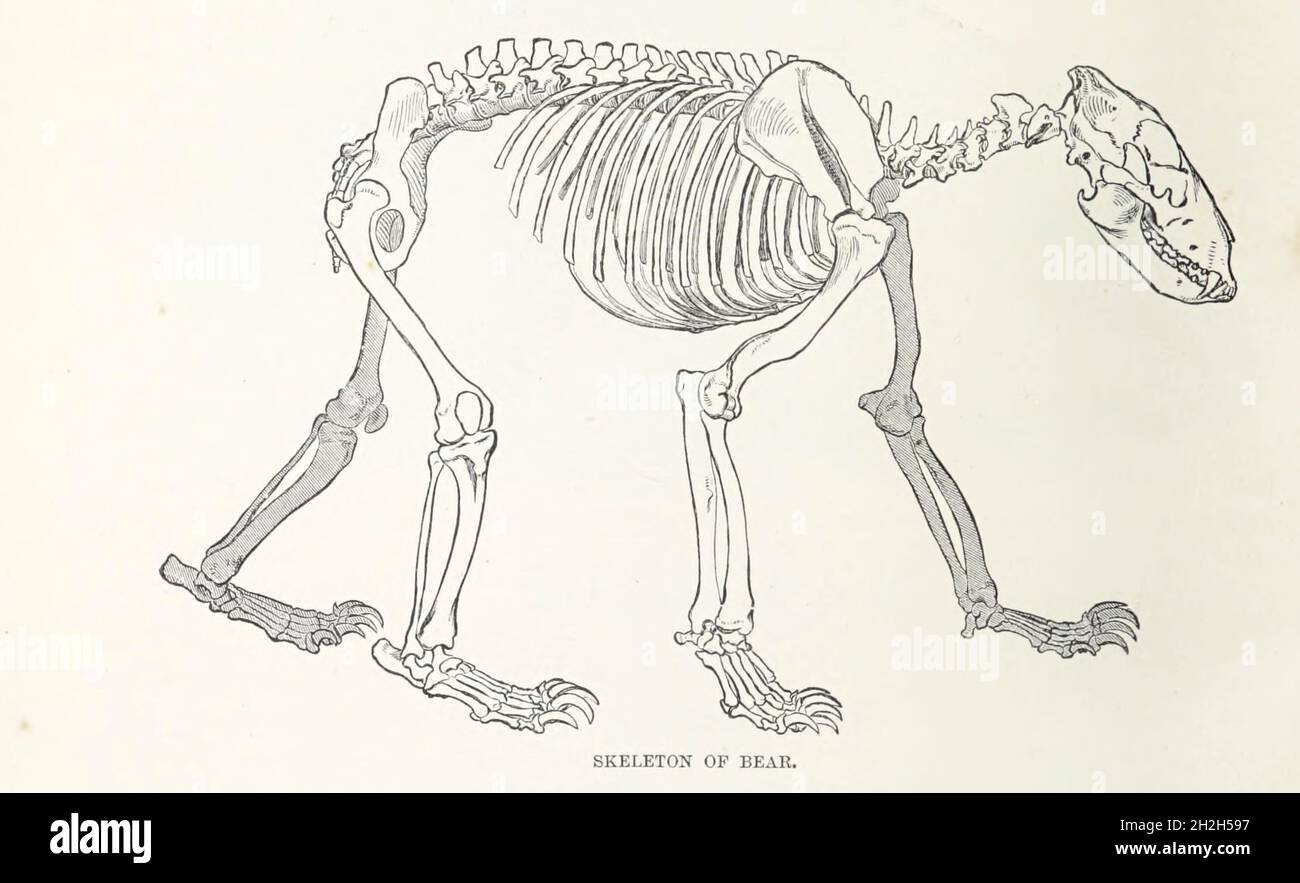 Scheletro di un orso dal libro " Royal Natural History " Volume 2 a cura di Richard Lydekker, pubblicato a Londra da Frederick Warne & Co nel 1893-1894 Foto Stock