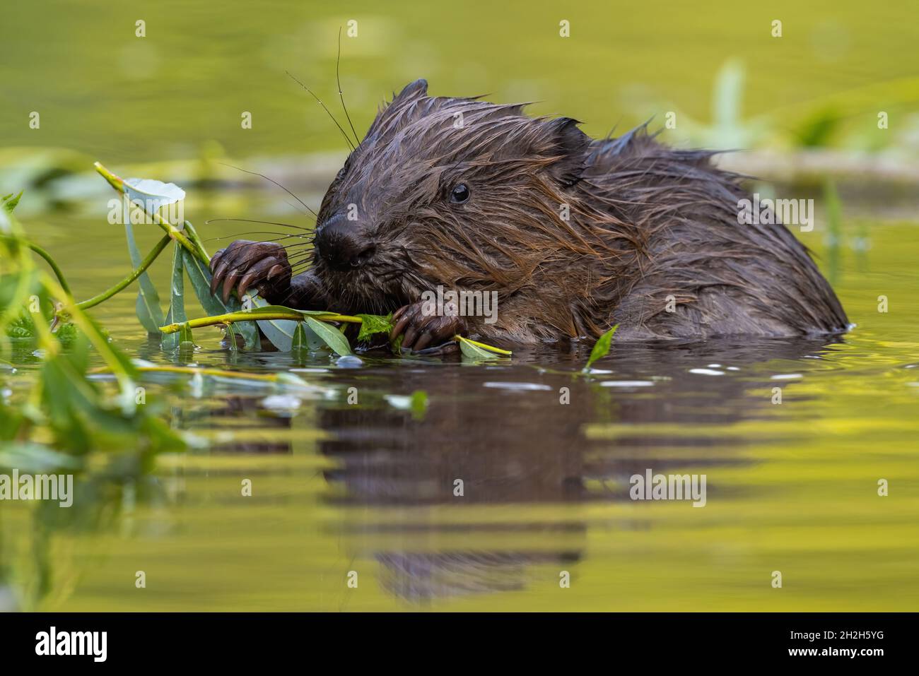 Bagnare il castoro eurasiatico mangiare foglie in palude in estate Foto Stock