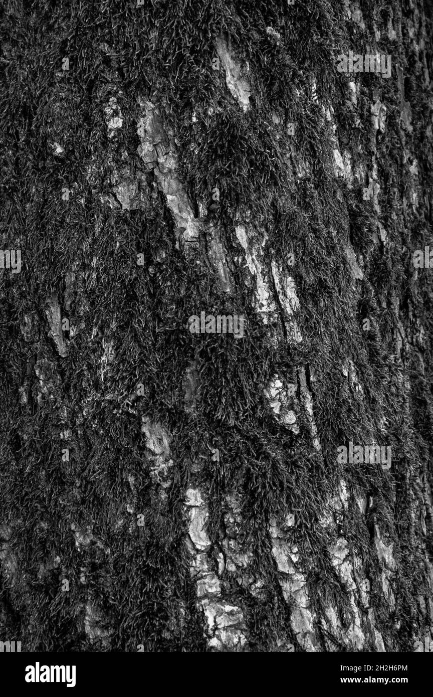 DSC8800-2, Baum, Rinde, Herbst. Hintergrund, Graustufen Foto Stock
