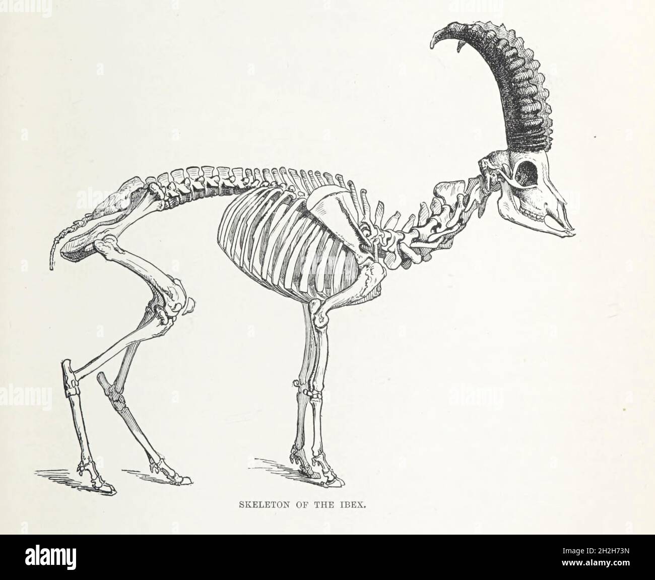Scheletro di un Ibex dal libro " Royal Natural History " Volume 2 a cura di Richard Lydekker, pubblicato a Londra da Frederick Warne & Co nel 1893-1894 Foto Stock