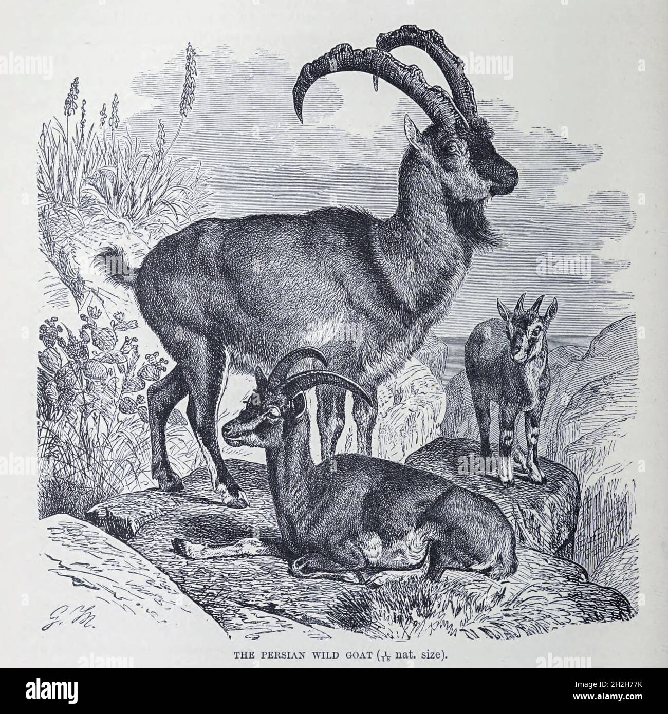 Persiano Wild Goat dal libro " Royal Natural History " Volume 2 a cura di Richard Lydekker, pubblicato a Londra da Frederick Warne & Co nel 1893-1894 Foto Stock