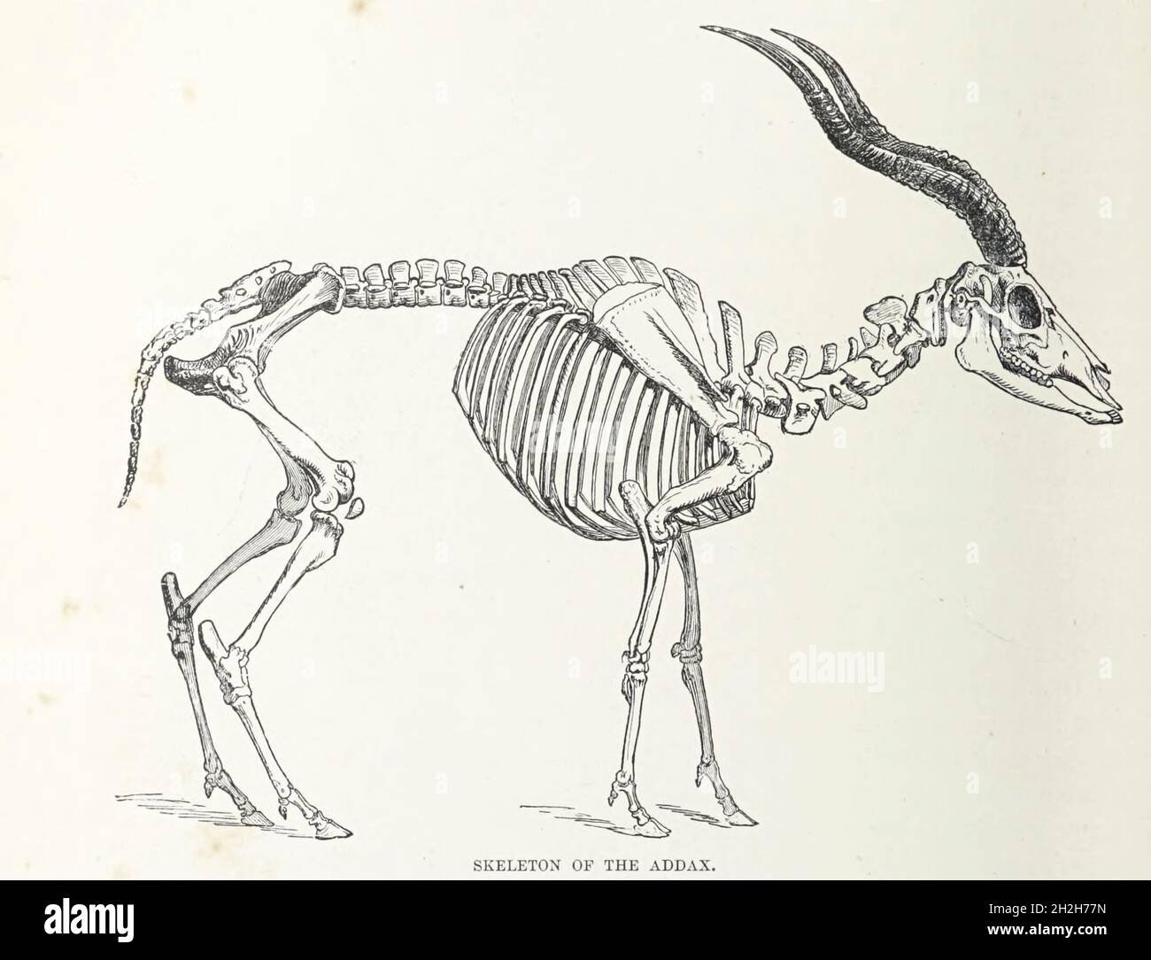 Scheletro dell'Addax (Addax nasomaculatus) dal libro " Royal Natural History " Volume 2 a cura di Richard Lydekker, pubblicato a Londra da Frederick Warne & Co nel 1893-1894 Foto Stock