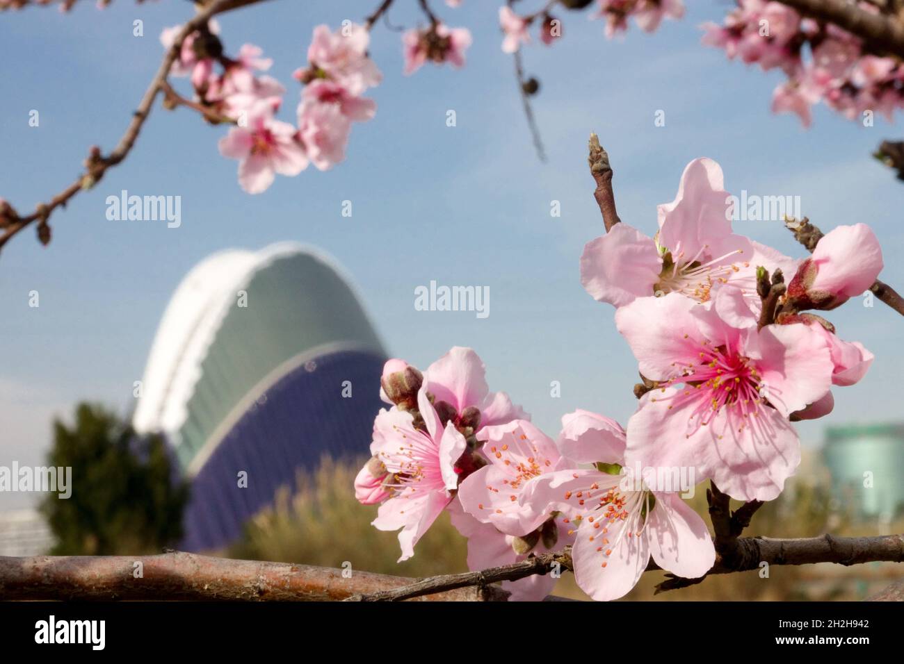 Valencia, Spagna, Primavera nella città moderna, Fioritura dei mandorli, Fioritura primaverile di Valencia, edificio Agora sullo sfondo Foto Stock