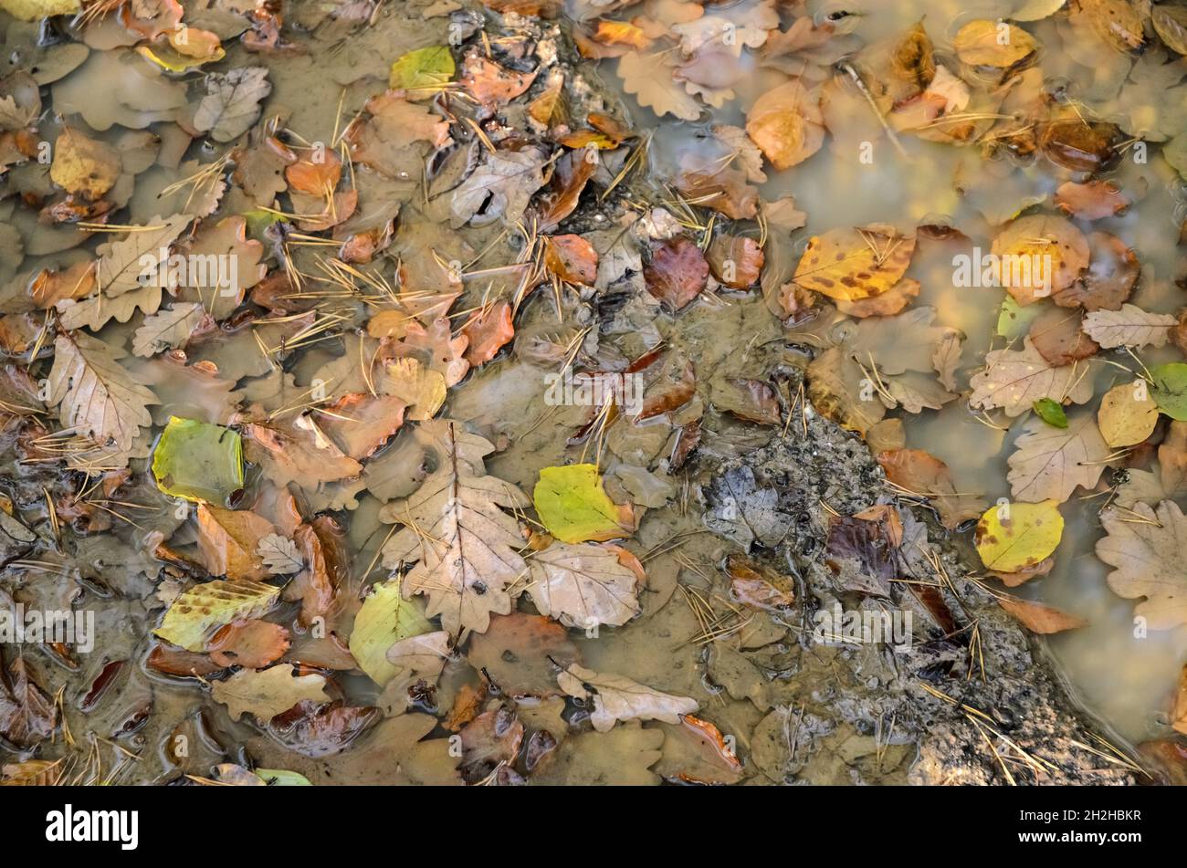Foglie in una pozzanghera in una foresta durante l'autunno Foto Stock