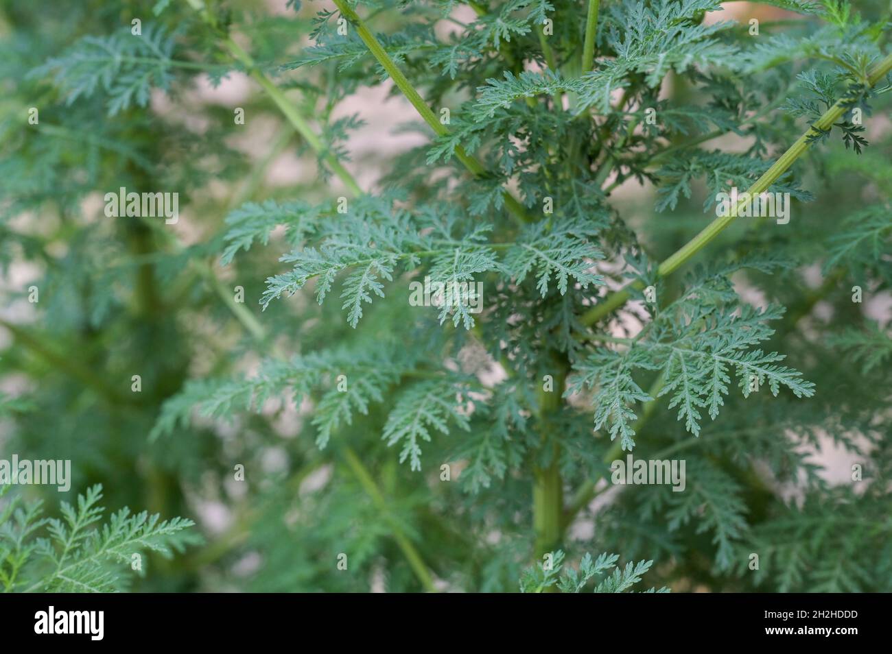 SENEGAL, monastero benedettino Keur Moussa, giardino delle erbe, Artemisia pianta, l'ingrediente Artemisinin dovrebbe aiutare contro la malaria / Senegal, Benediktinerkloster Keur Moussa, Heilkräutergarten, Heilpflanze Artemisia ist eine Pflanzengattung in der Familie der Korbblütler (Asteraceae). Einzelne Arten werden Beifuß, Wermut, Stabwurz oder Edelraute genannt, der Wirkstoff Artemisinin soll gegen malaria wirken Foto Stock