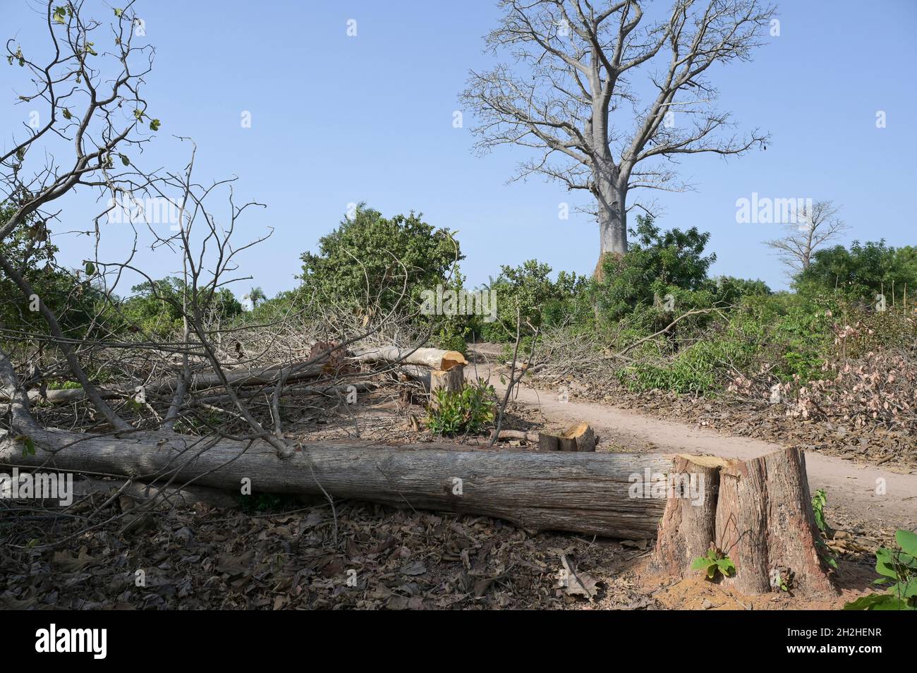 SENEGAL, Casamance, Ziguinchor, villaggio BASSÈRÉ, legname e tronchi, alberi abbattuti e dietro Baobab secco Foto Stock