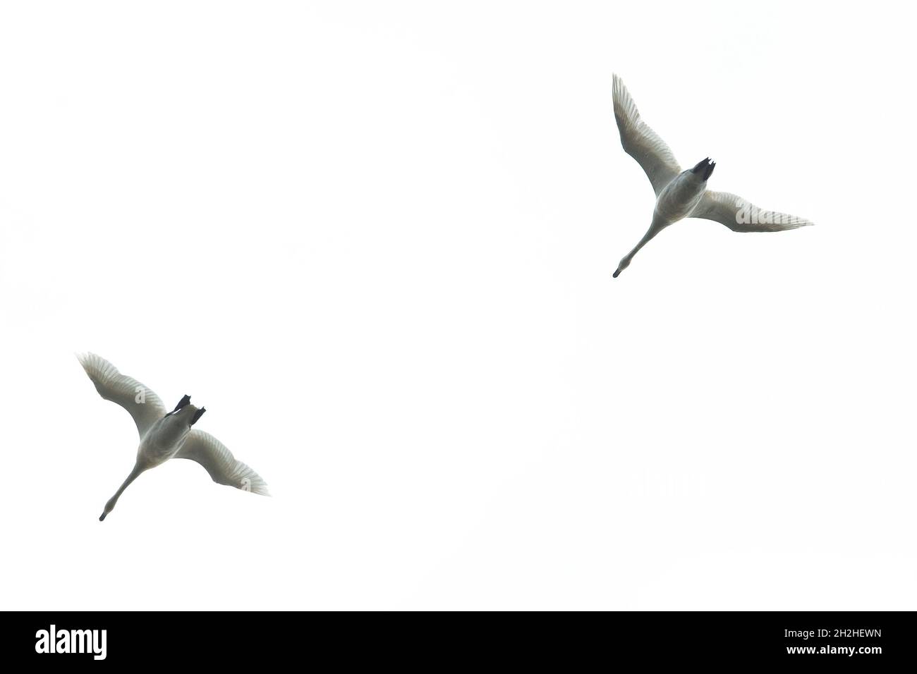 Whooper Swan (Cygnus cygnus) Thorpe Marshes Norwich Norfolk GB UK Aprile 2021 Foto Stock