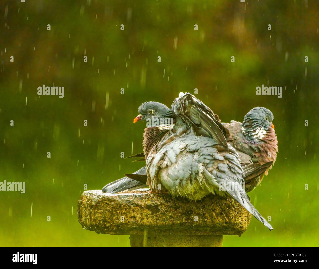 Pigeons di legno che si bagnatura la pioggia Foto Stock