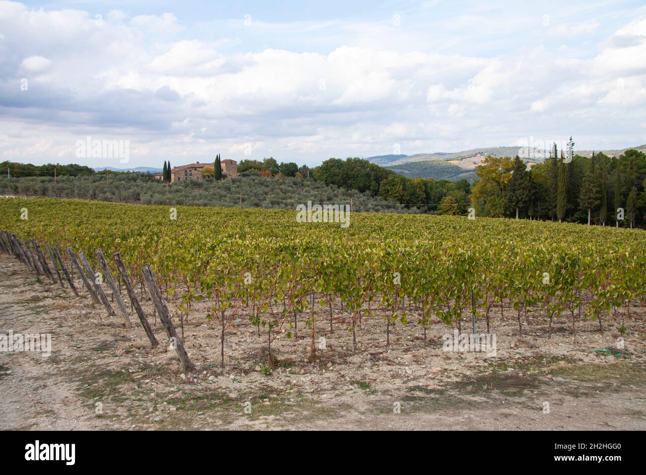 Paesaggio di vigneti del Chianti con case in pietra e filari di piante d'uva in Toscana, Italia, Europa. Foto Stock