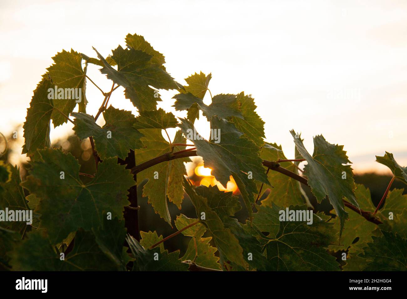 Il vino lascia da vicino al tramonto. Spazio di copia. Foto Stock