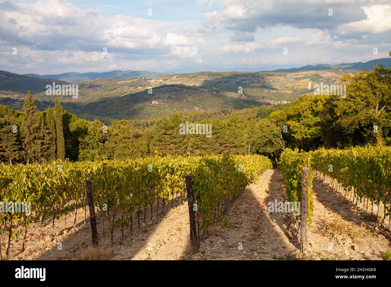 Paesaggio serale dei vigneti del Chianti in Toscana, Italia, Europa al tramonto. Foto Stock