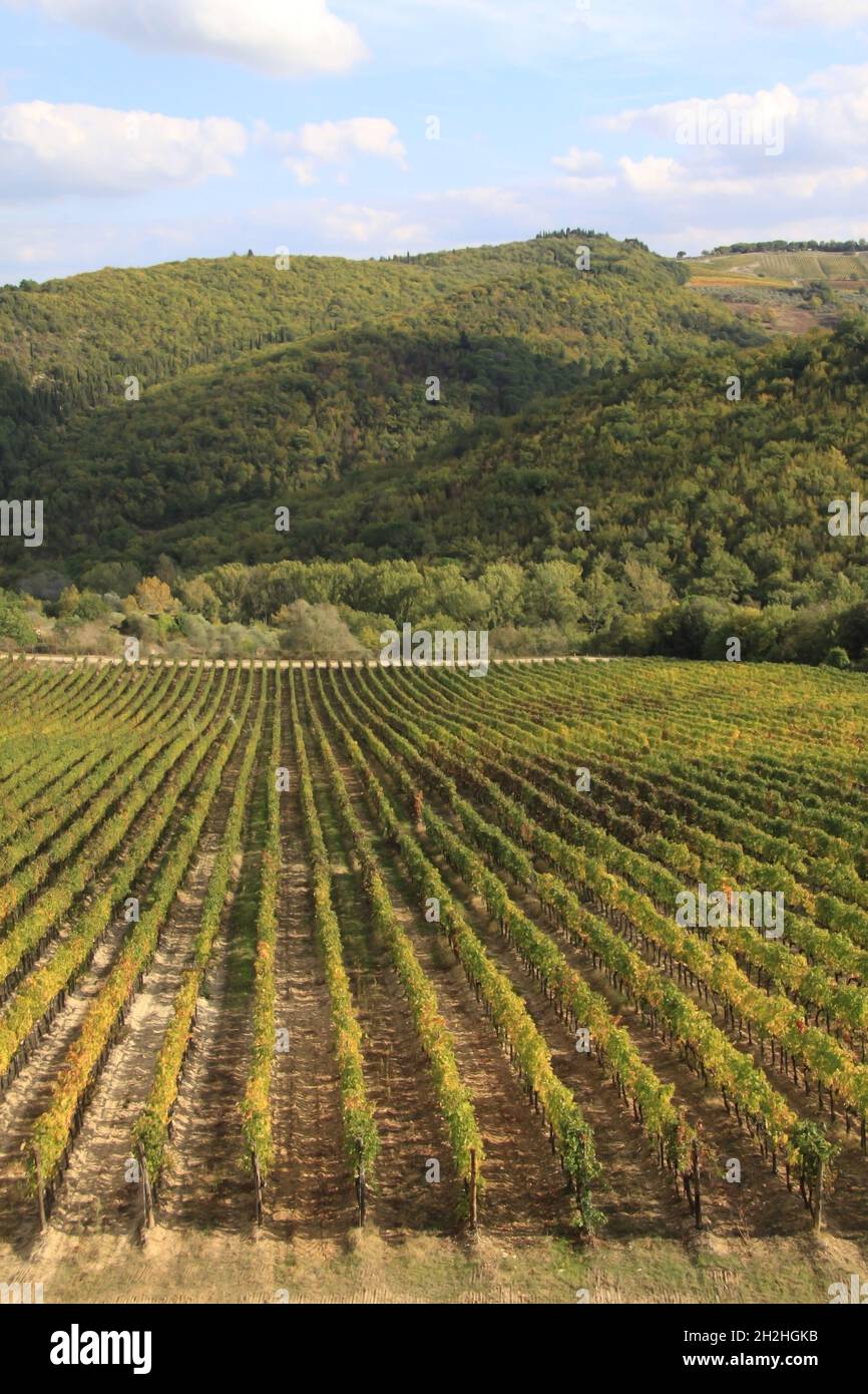 Paesaggio dei vigneti del Chianti con filari di piante d'uva in Toscana, Italia, Europa. Foto Stock