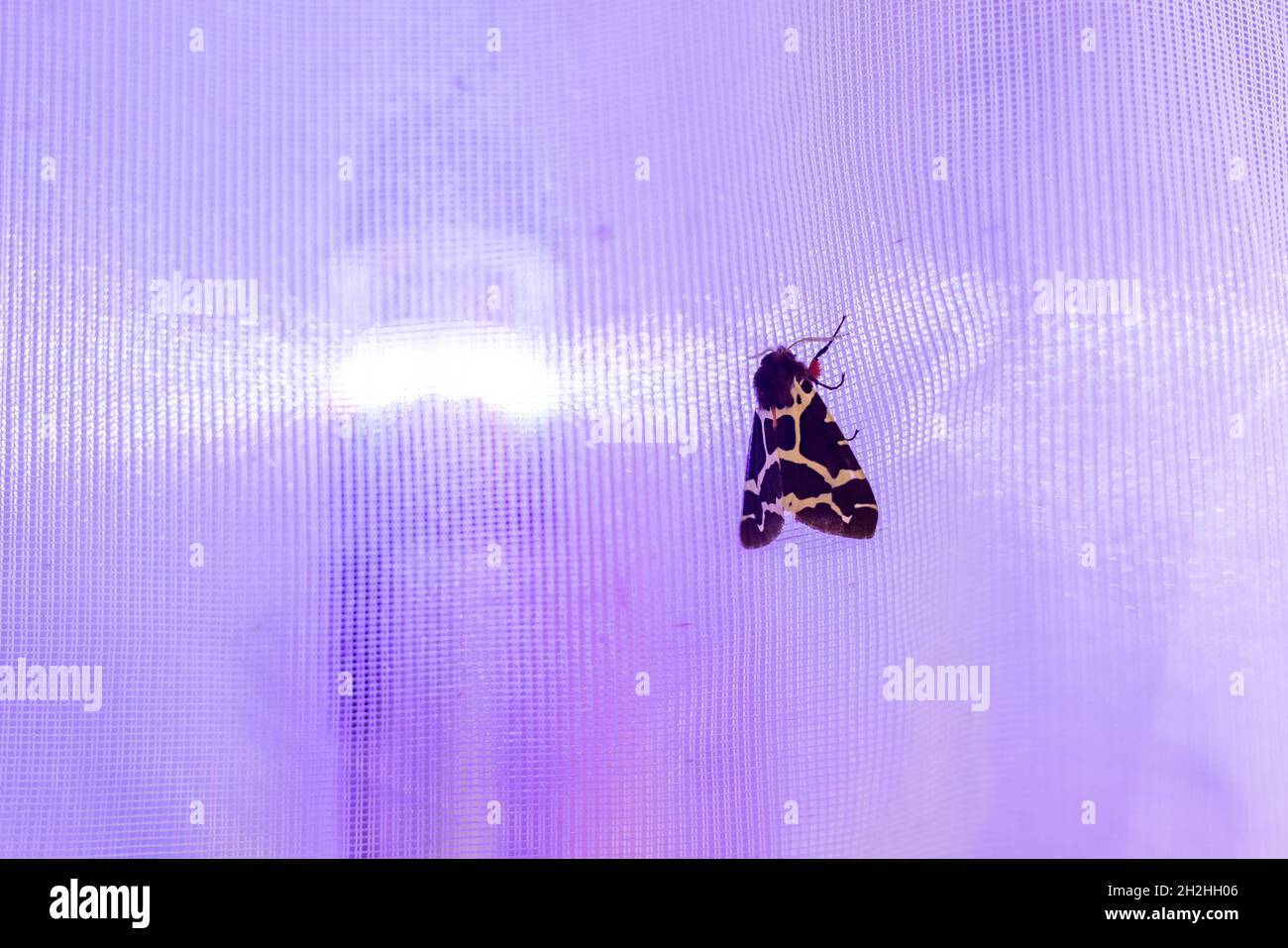 Karlsruhe, Germania. 22 ottobre 2021. Un insetto pende sulla rete di una trappola per insetti mentre una luce dietro di essa attrae insetti. L'Istituto statale per l'ambiente Baden-Württemberg (LUBW) e il Museo statale di storia naturale Karlsruhe hanno presentato i risultati di un monitoraggio statale degli insetti durante una conferenza stampa. Credit: Rin/dpa/Alamy Live News Foto Stock