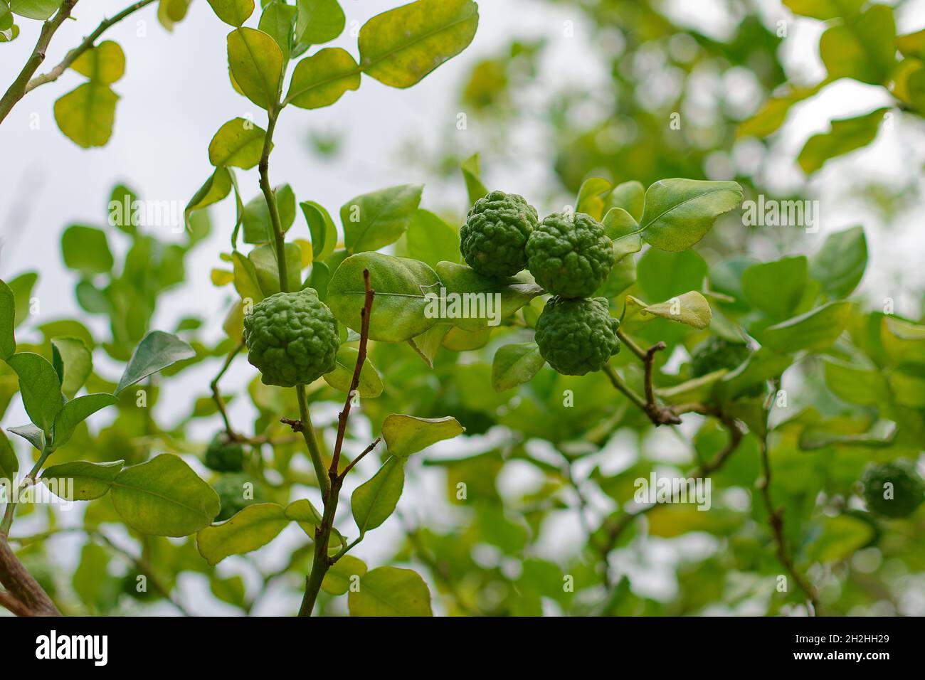 Isole Marquesas, Nuku Hiva, Polinesia francese: Kaffir lime (hystrix di agrumi) su un albero Foto Stock