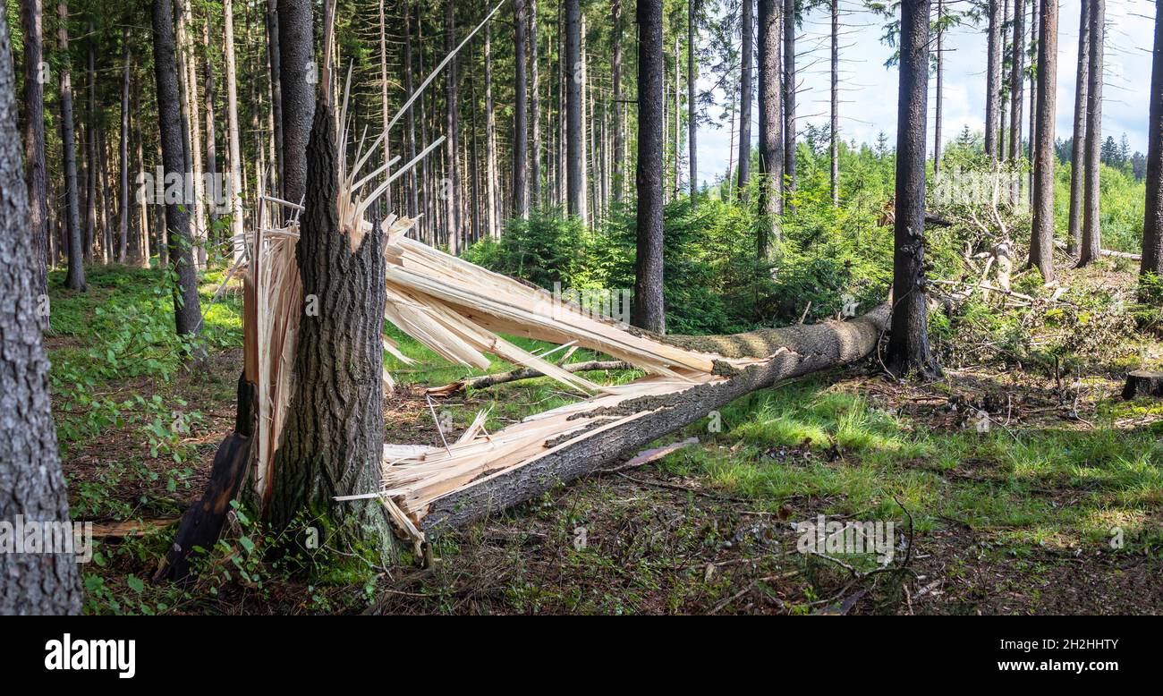 un tronco di albero rotto da forti venti e caduto a terra Foto Stock