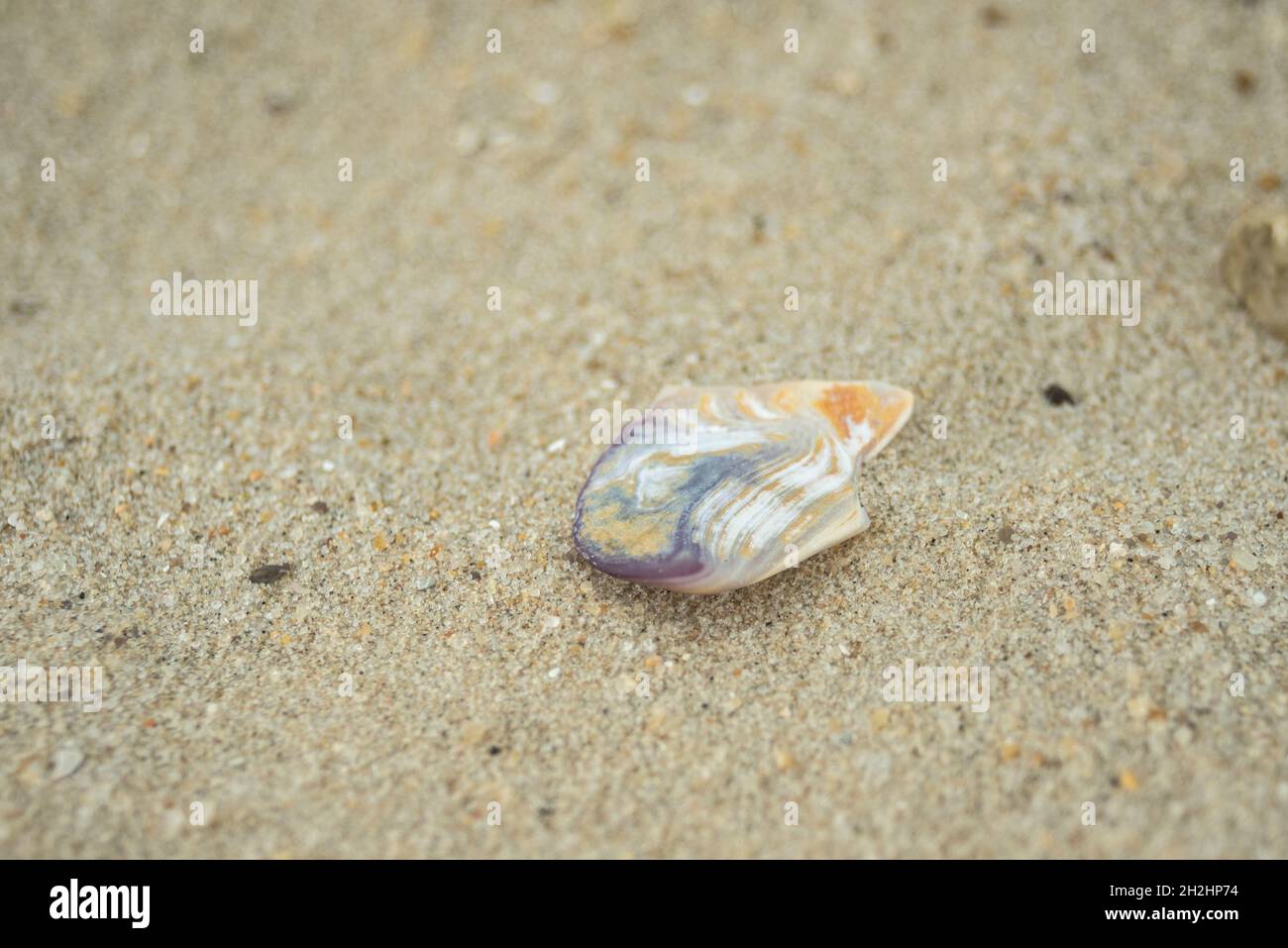 Frammento di conchiglia di Lone su una spiaggia sabbiosa piana Foto Stock