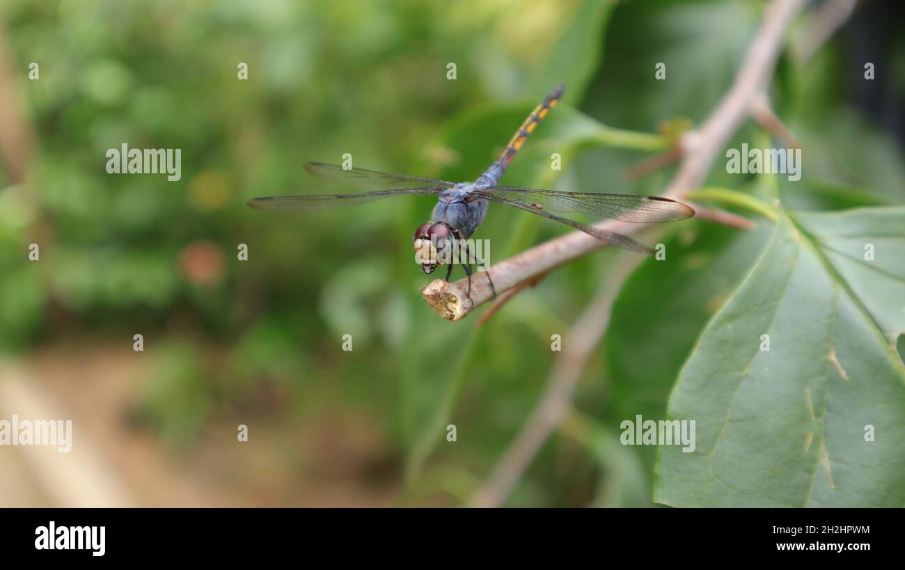 Primo piano di un dragonfly skimmer con coda gialla che mangia un'ape catturata meno pungente mentre si aggrappa su una punta di ramo (parte due) Foto Stock