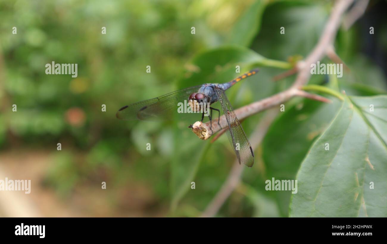 Il primo piano di uno skimmer di cenere con coda gialla o di un dragonfly chaser comune si siede sulla punta di un ramo e guardando la parte del corpo di sinistra di un'ape Foto Stock