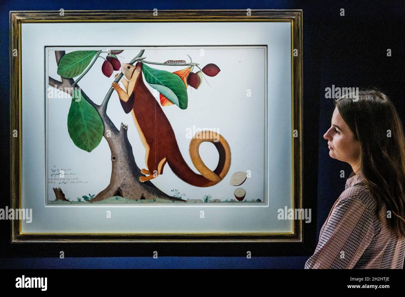 Londra, Regno Unito. 22 ottobre 2021. A Malabar Giant Squirrel (Ratufa indica) in un albero di mandorle, dall'album Impey, firmato da Shaykh Zayn al-DIN, Company School, Calcutta, datato 1778, stima: 200,000-300,000 GBP - una collezione di opere nella vendita 'in an Indian Garden' - Anteprima per la vendita Arts of the Islamic World & India a Sotheby's London. Oltre 1,000 anni di oggetti storici, dipinti e manoscritti saranno venduti il 27 ottobre. Credit: Guy Bell/Alamy Live News Foto Stock