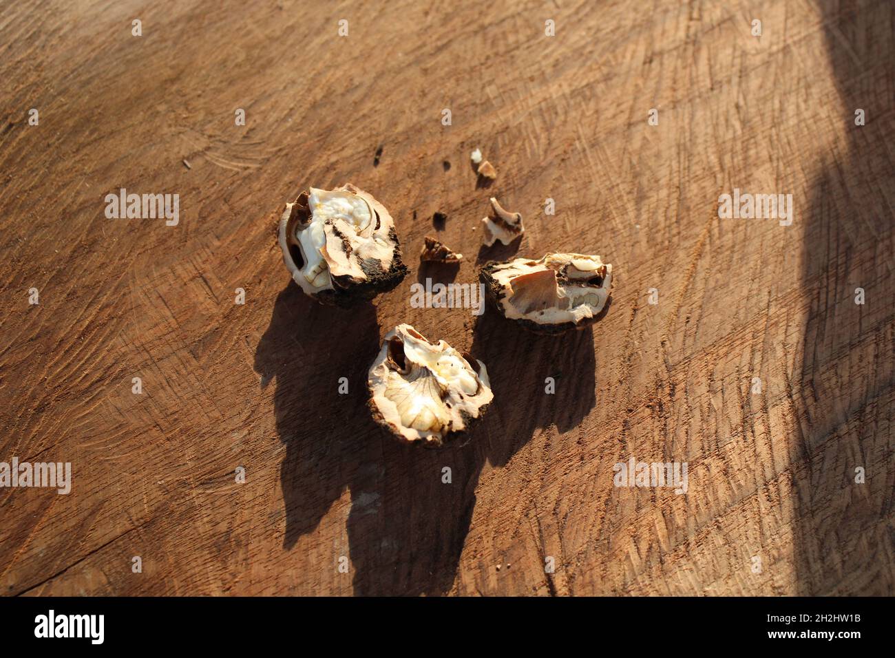 Una noce nera incrinata su una lastra di legno di noce nera Foto Stock