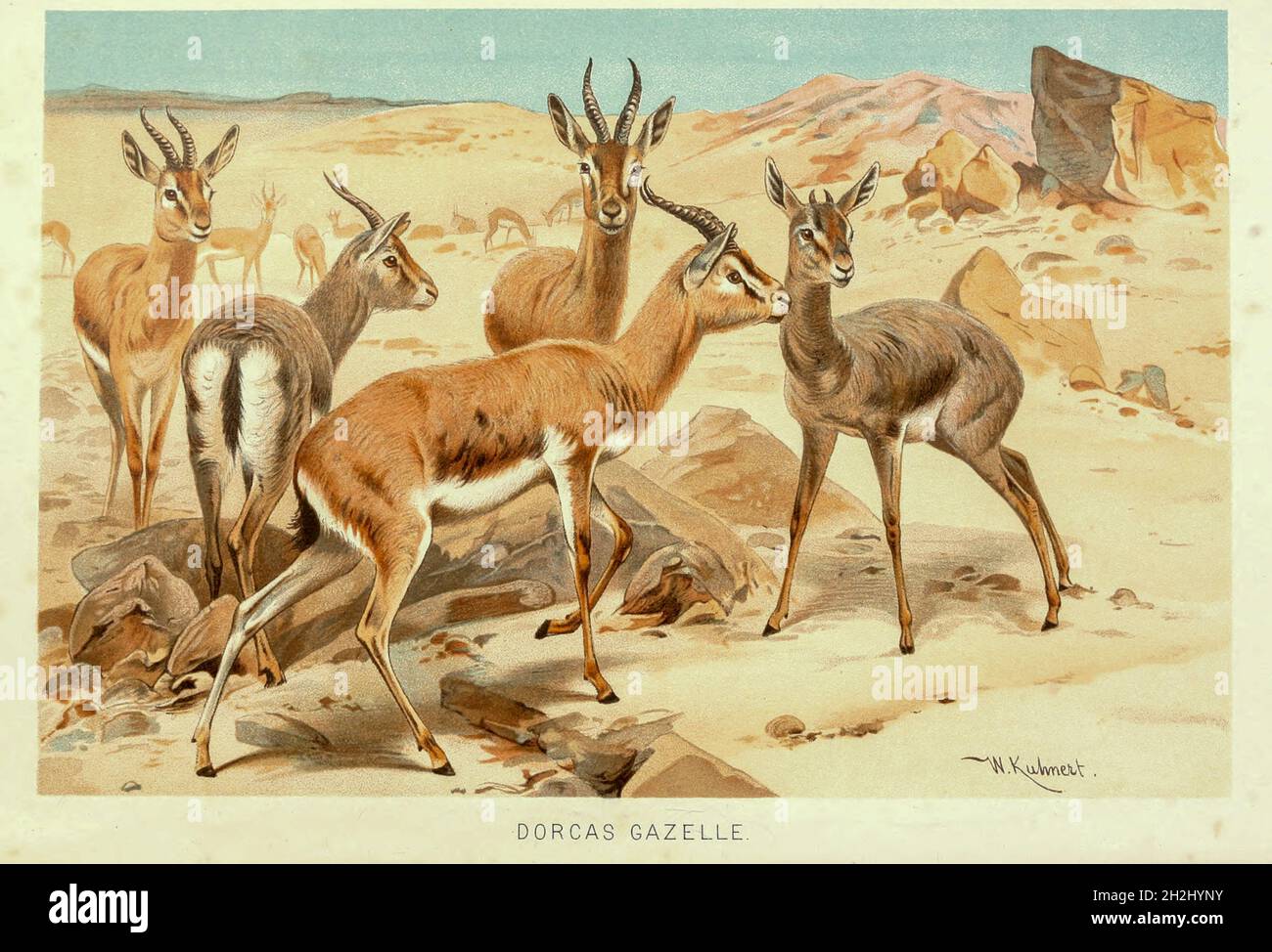 dorcas gazelle (Gazella dorcas) anche noto come ariel gazelle, è una piccola e comune gazelle. La gazzella dorcas si trova a circa 55–65 cm (1.8–2.1 piedi) dalla spalla, con una lunghezza della testa e del corpo di 90–110 cm (3–3.5 piedi) e un peso di 15–20 kg (33–44 libbre). Le numerose sottospecie sopravvivono sulla vegetazione in praterie, steppe, wadi, deserto di montagna e nei climi semidesert dell'Africa e dell'Arabia. Dal libro " Royal Natural History " Volume 2 a cura di Richard Lydekker, pubblicato a Londra da Frederick Warne & Co nel 1893-1894 Foto Stock