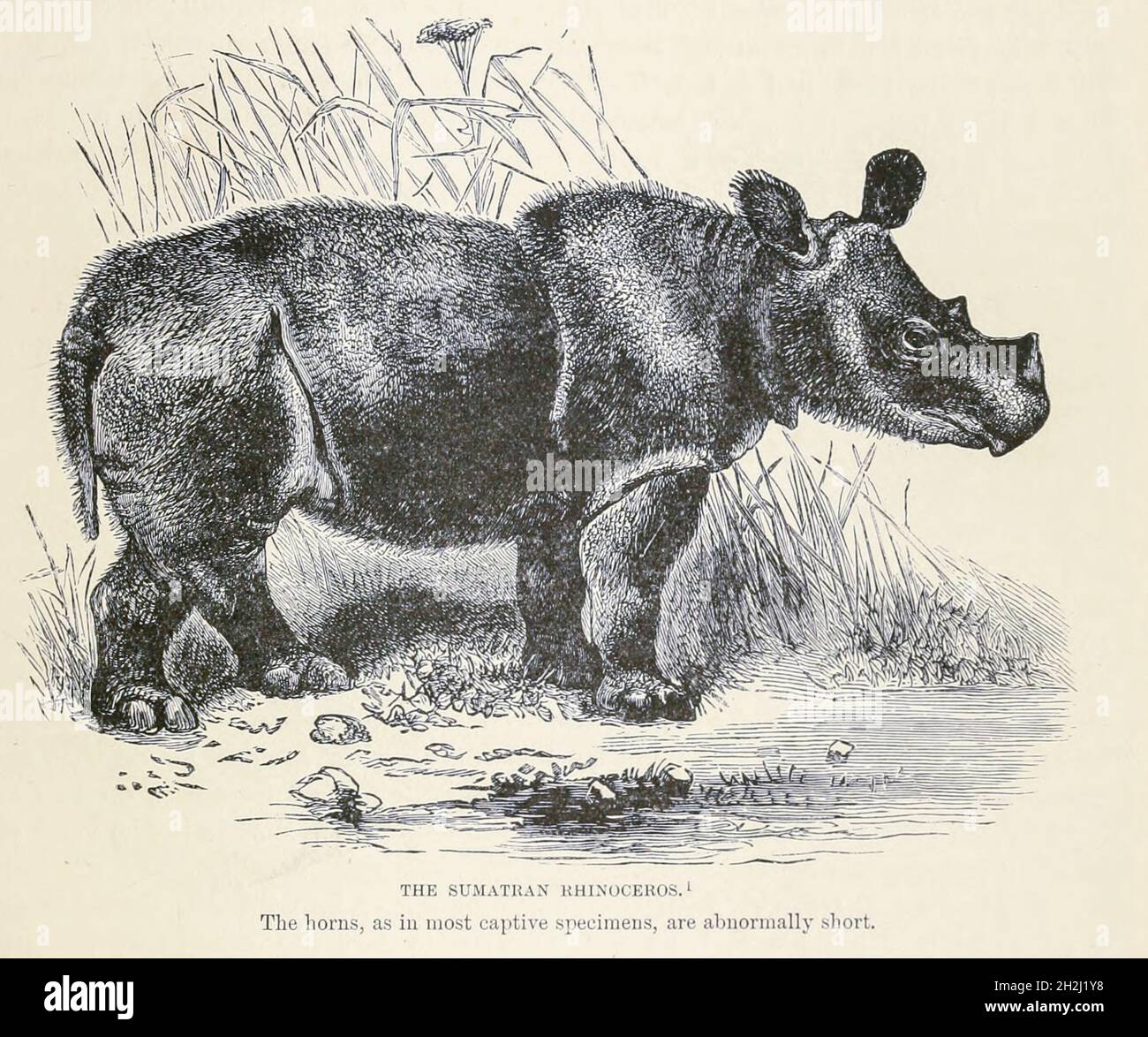 Il rinoceronte Sumatran, noto anche come il rinoceronte peloso o rinoceronte asiatico a due corna (Dicerorhinus sumatrensis), dal libro " Royal Natural History " Volume 2 a cura di Richard Lydekker, pubblicato a Londra da Frederick Warne & Co nel 1893-1894 Foto Stock