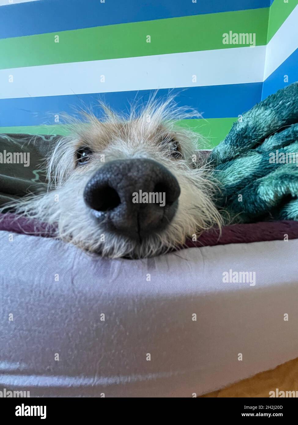 Primo piano verticale di un naso di cane soffice e carino che riposa in un letto Foto Stock