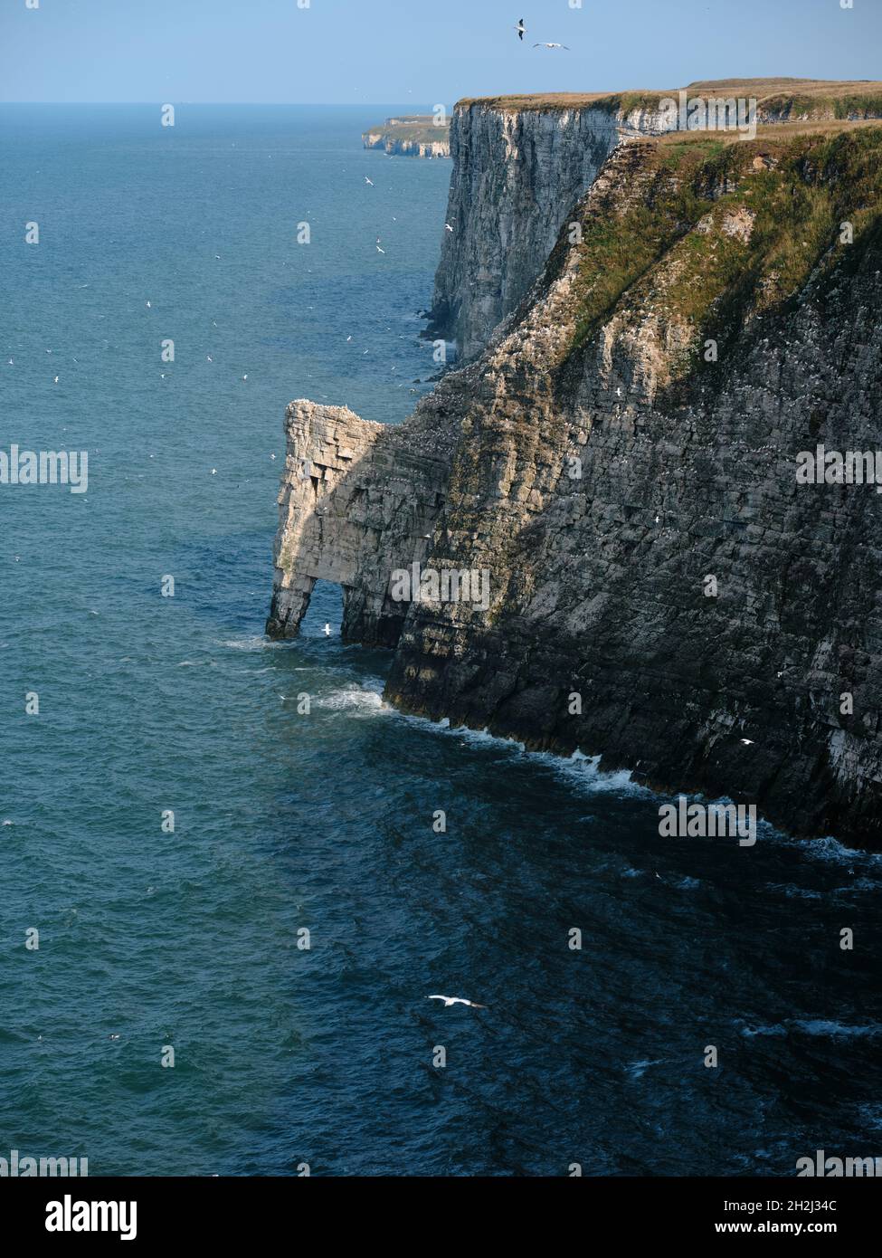 Guardando a sud lungo Bempton Cliffs precipitoso gesso costa riserva naturale per l'allevamento di uccelli marini a Bempton nella East Riding of Yorkshire, Inghilterra Regno Unito Foto Stock